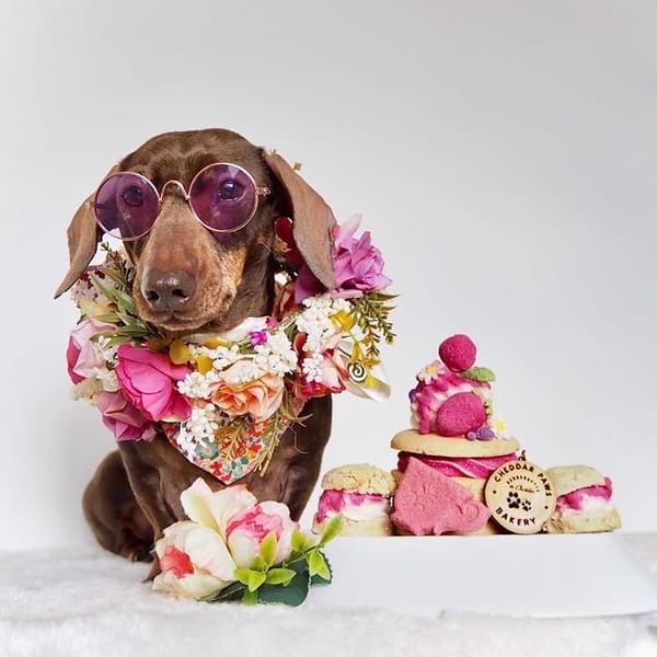 Cheddar Paws Bakery