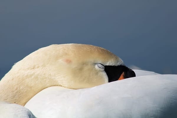 Swan Walks in and around Wells