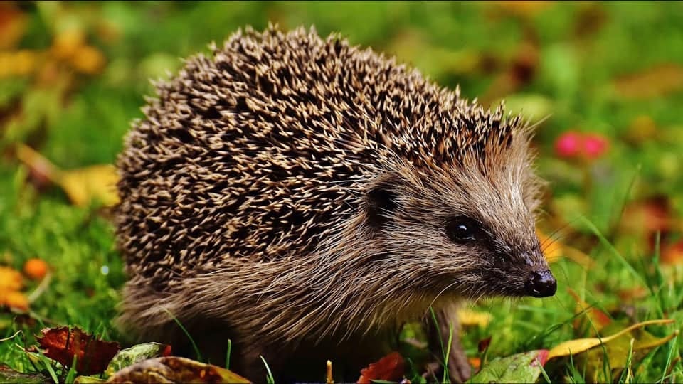Easton Children's Summer Nature Day