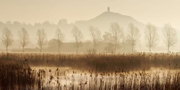 Avalon Marshes