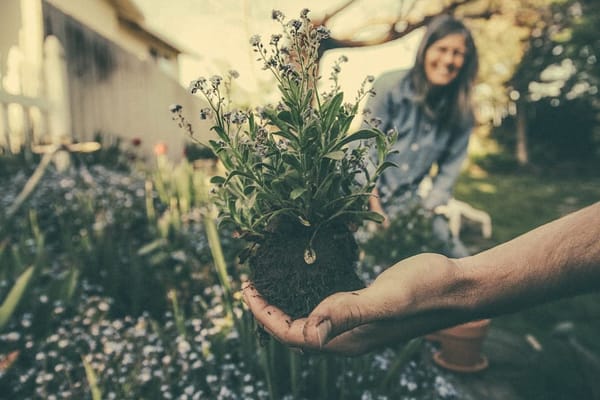 Community Garden Volunteering